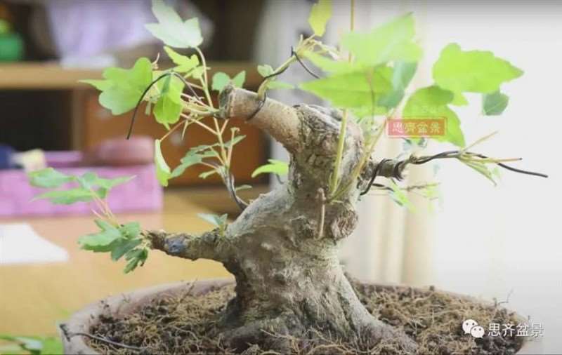 图解 三角枫熟桩10年制作成盆景的过程