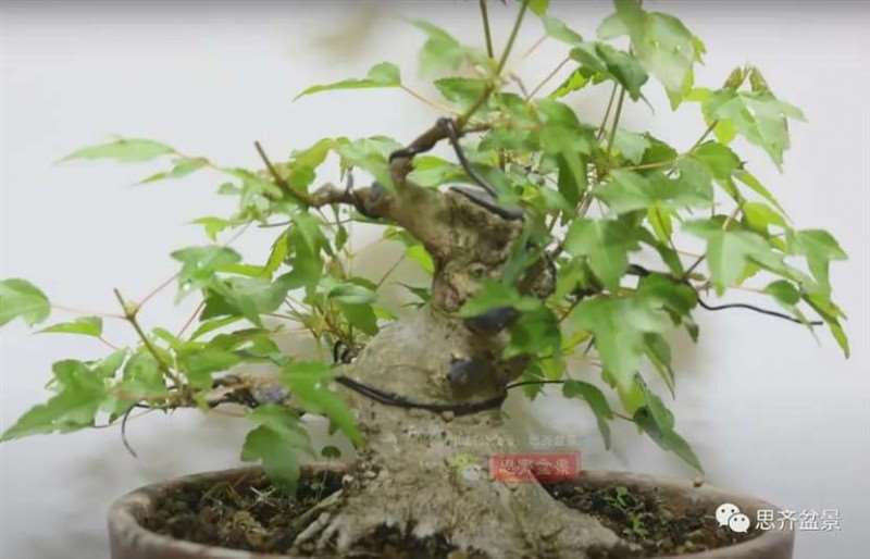 图解 三角枫熟桩10年制作成盆景的过程