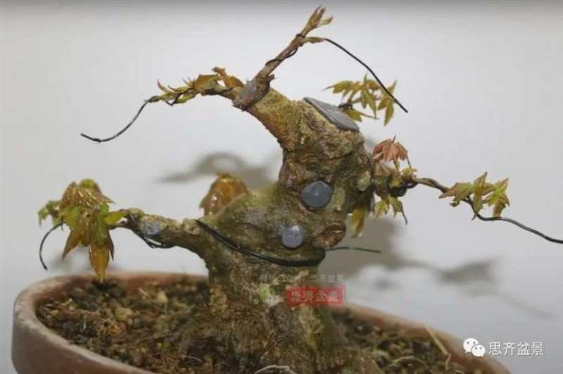 图解 三角枫熟桩10年制作成盆景的过程