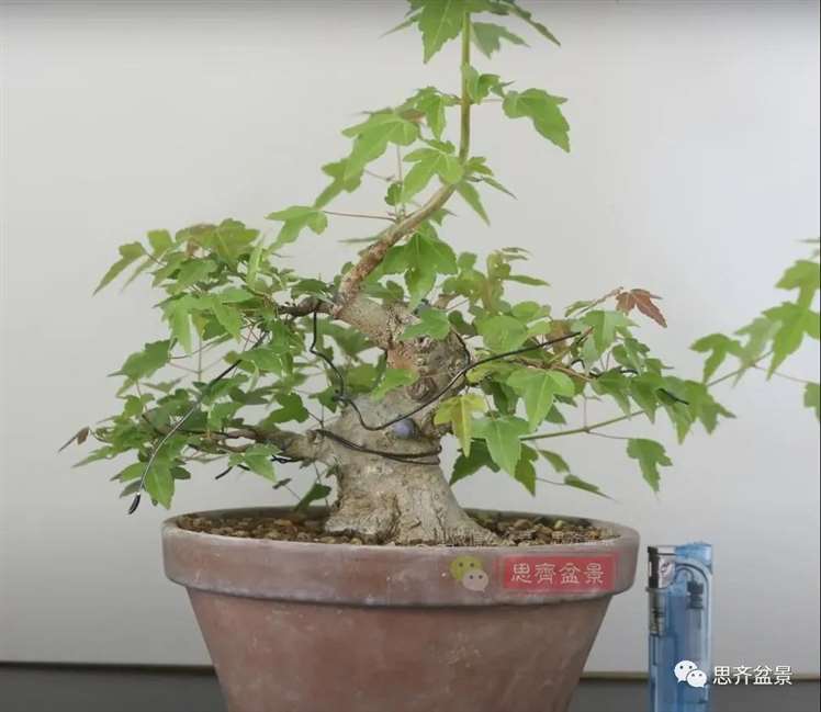 图解 三角枫熟桩10年制作成盆景的过程