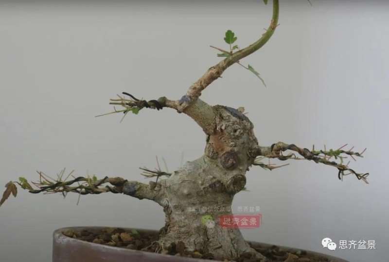 图解 三角枫熟桩10年制作成盆景的过程