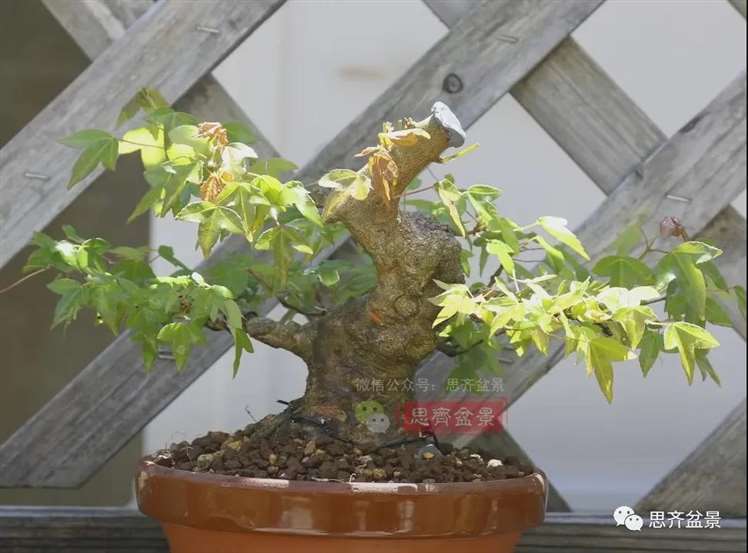 图解 三角枫熟桩10年制作成盆景的过程