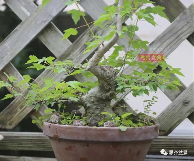 图解 三角枫熟桩10年制作成盆景的过程