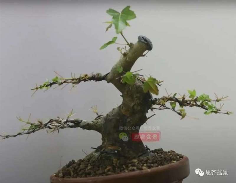 图解 三角枫熟桩10年制作成盆景的过程