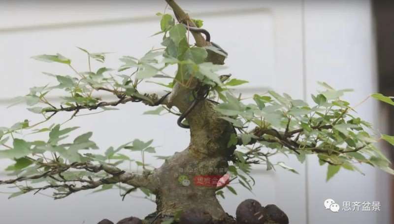 图解 三角枫熟桩10年制作成盆景的过程