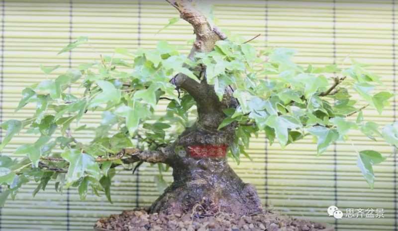 图解 三角枫熟桩10年制作成盆景的过程