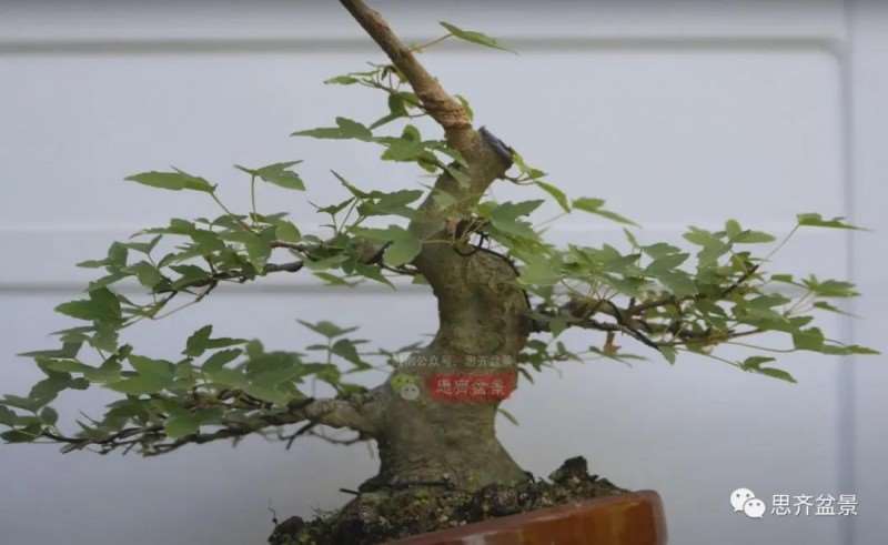 图解 三角枫熟桩10年制作成盆景的过程