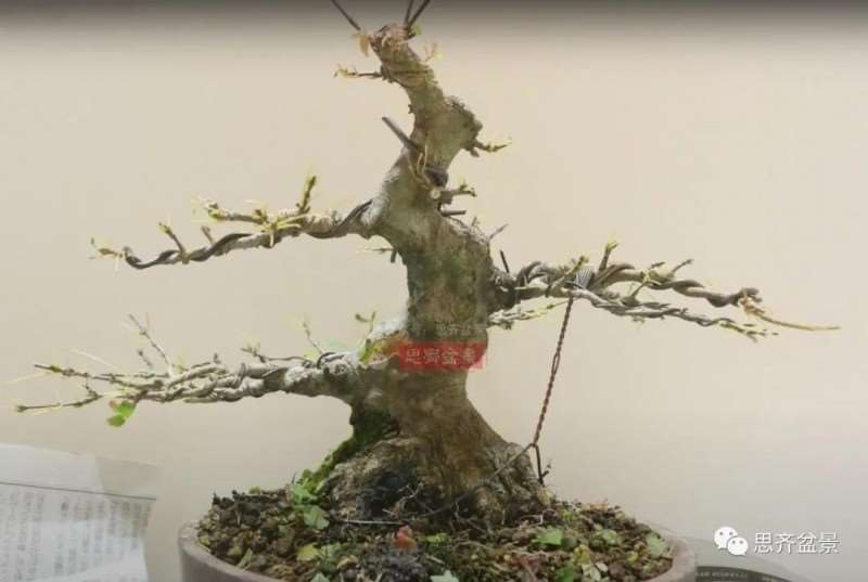 图解 三角枫熟桩10年制作成盆景的过程