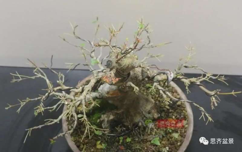 图解 三角枫熟桩10年制作成盆景的过程