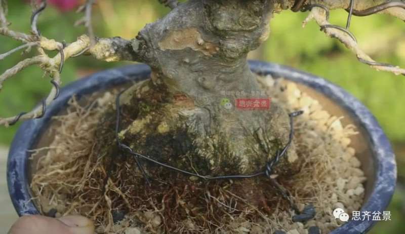 图解 三角枫熟桩10年制作成盆景的过程