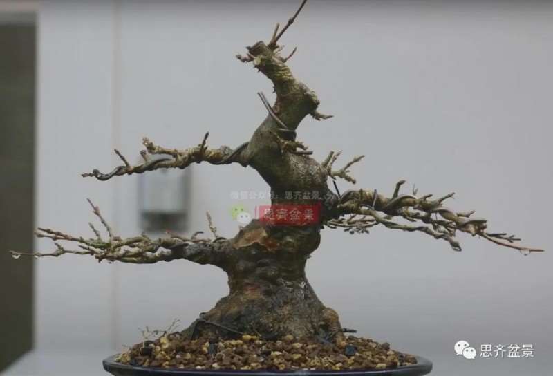 图解 三角枫熟桩10年制作成盆景的过程