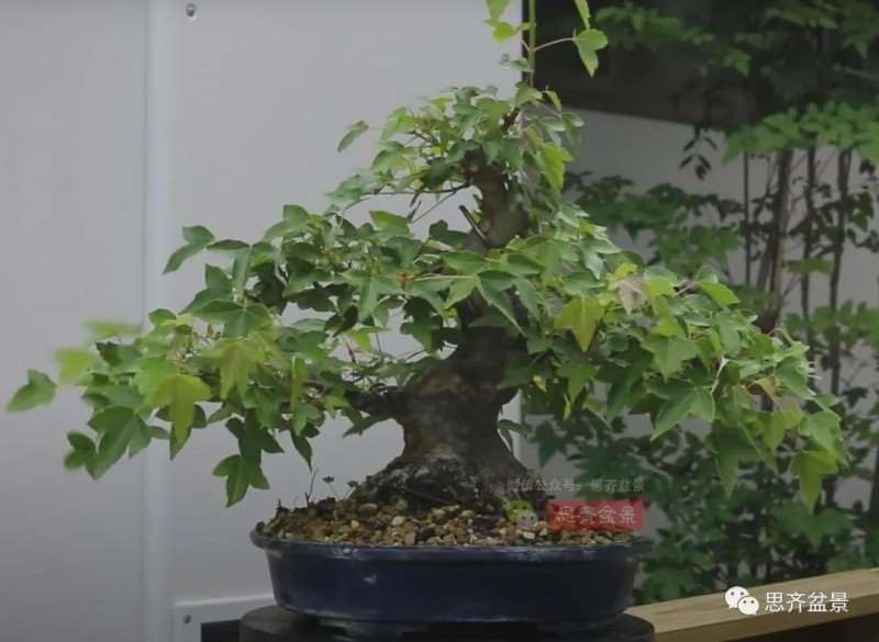 图解 三角枫熟桩10年制作成盆景的过程