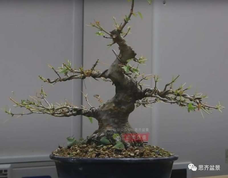 图解 三角枫熟桩10年制作成盆景的过程