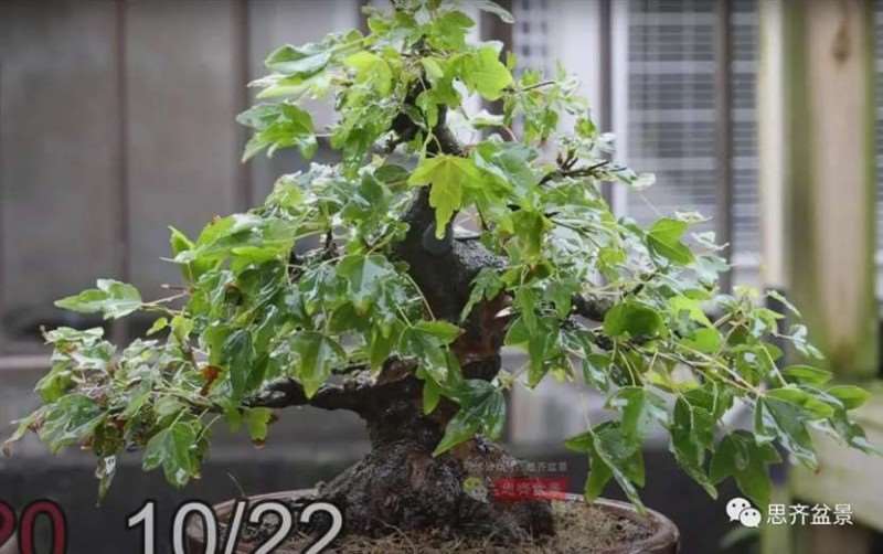 图解 三角枫熟桩10年制作成盆景的过程