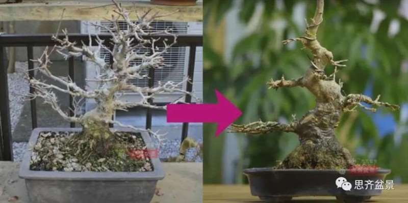 图解 三角枫熟桩10年制作成盆景的过程