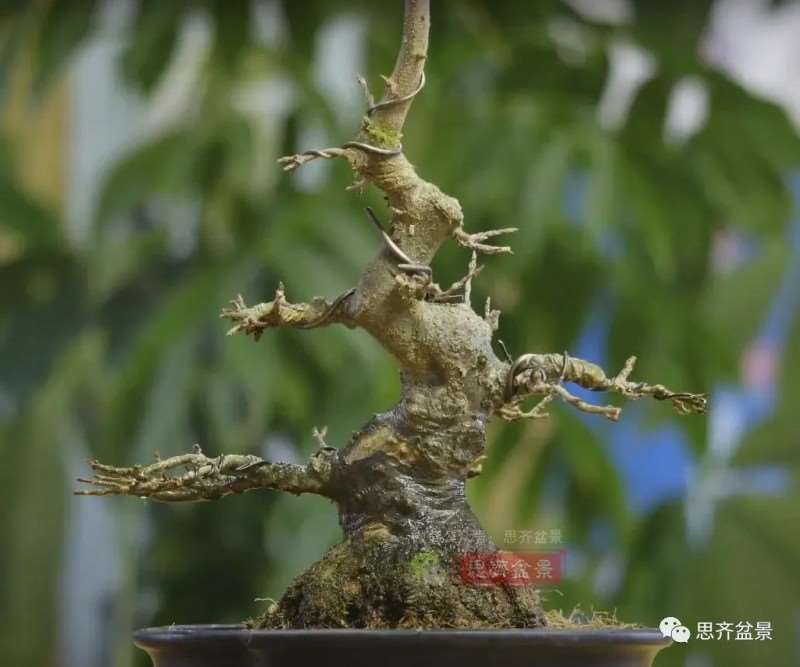 图解 三角枫熟桩10年制作成盆景的过程