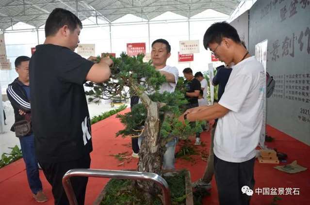图解 2021任天明盆景现场制作表演