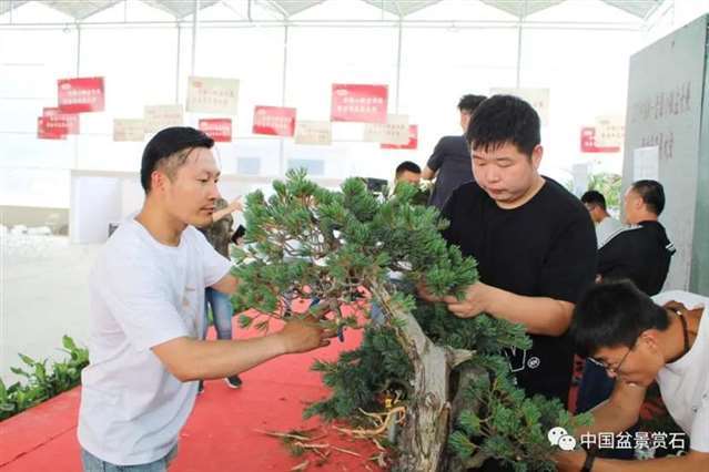 图解 2021任天明盆景现场制作表演