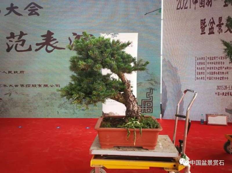 图解 2021任天明盆景现场制作表演