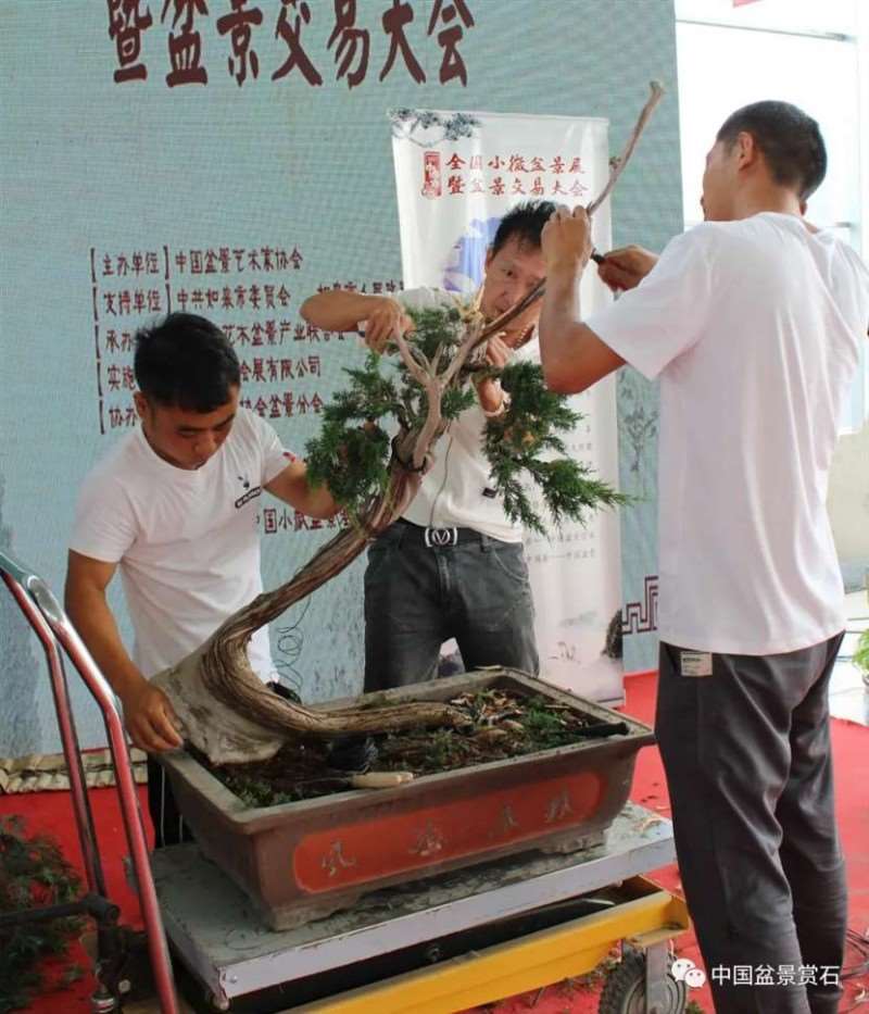 图解 2021李国宾盆景现场制作表演