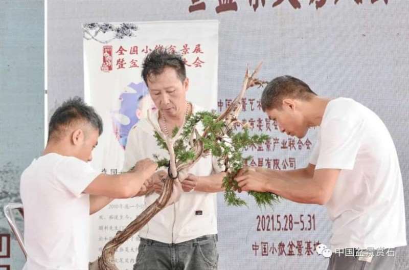 图解 2021李国宾盆景现场制作表演