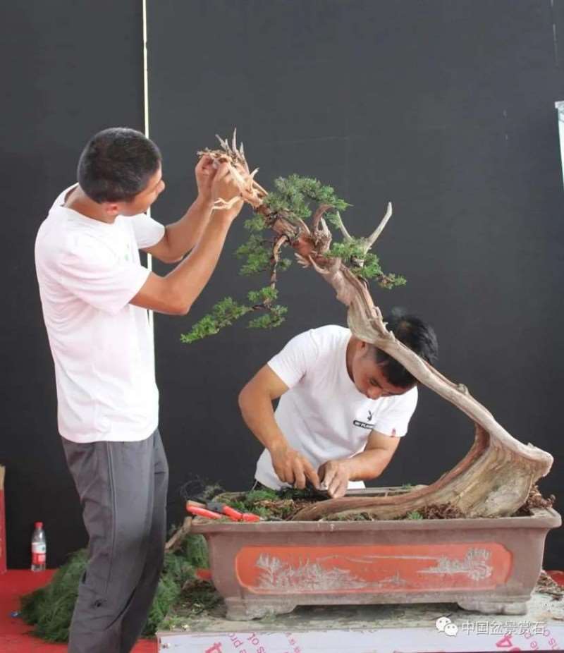 图解 2021李国宾盆景现场制作表演