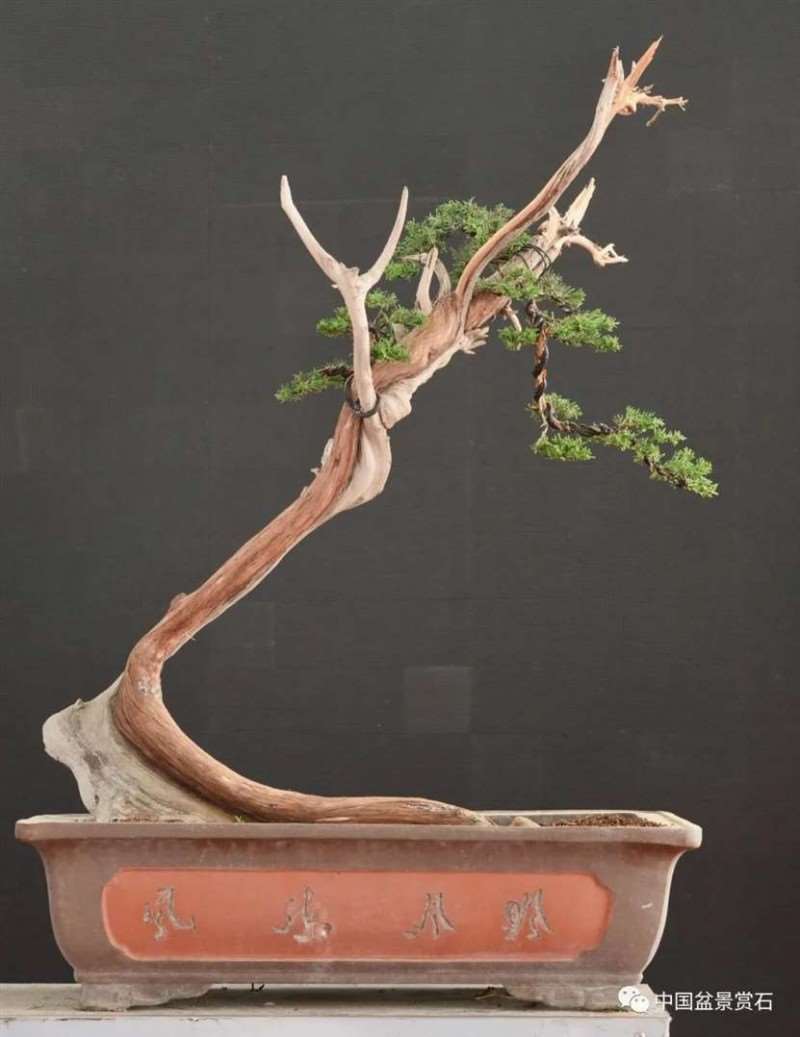 图解 2021李国宾盆景现场制作表演