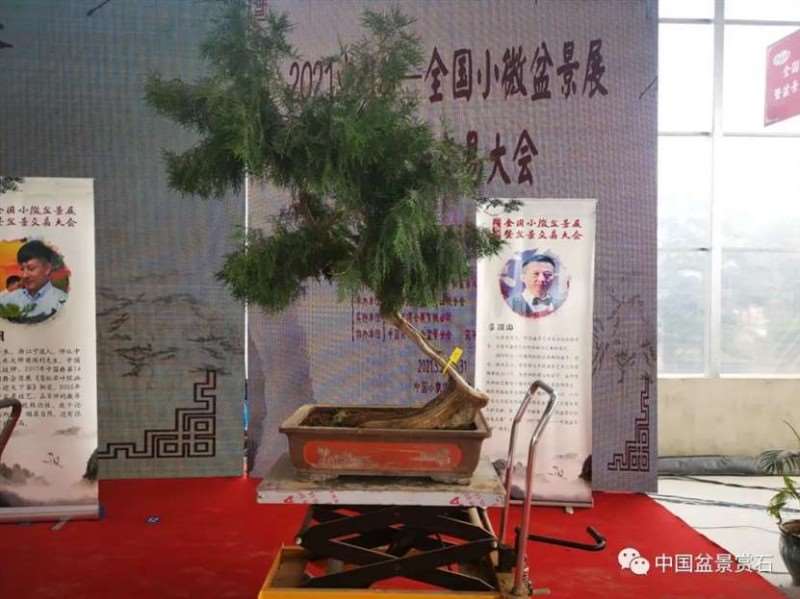 图解 2021李国宾盆景现场制作表演