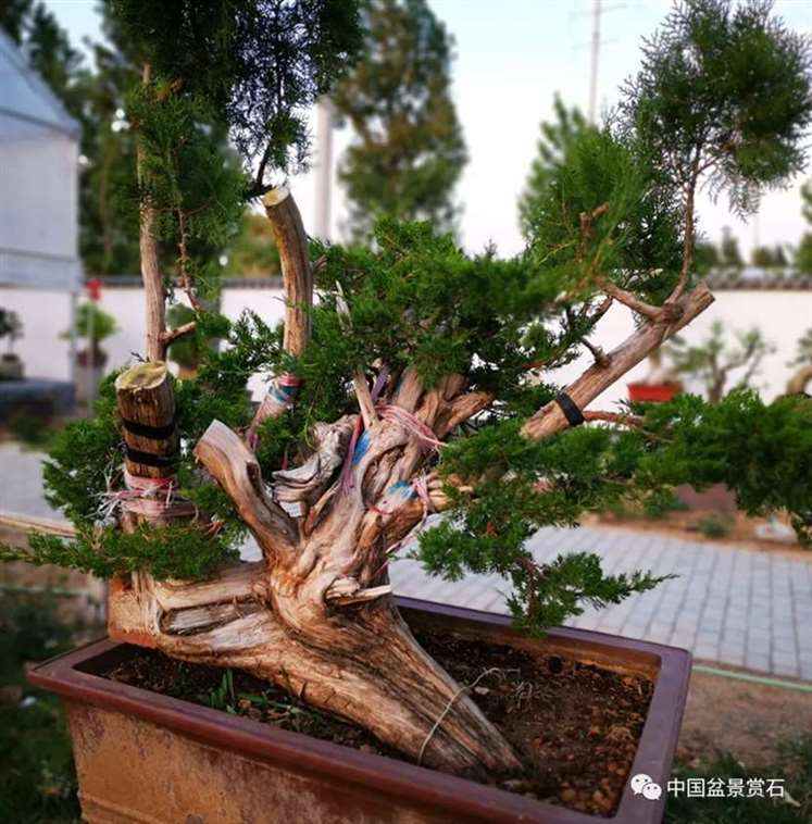 图解 双干的修机柏盆景怎么制作舍利的方法