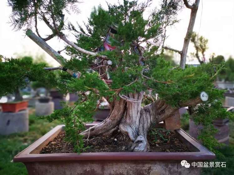 图解 双干的修机柏盆景怎么制作舍利的方法