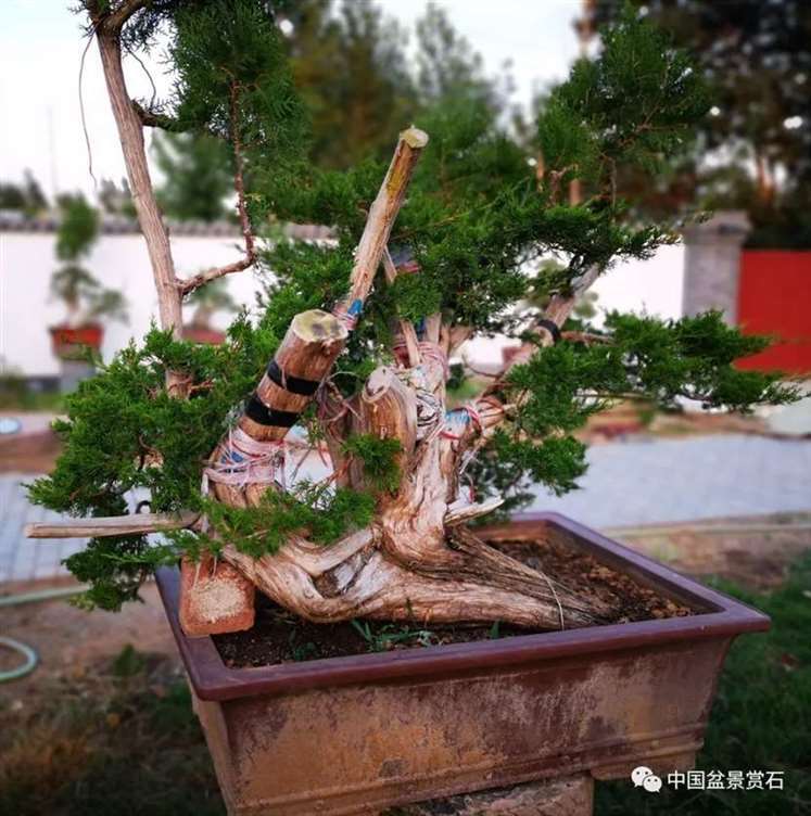 图解 双干的修机柏盆景怎么制作舍利的方法