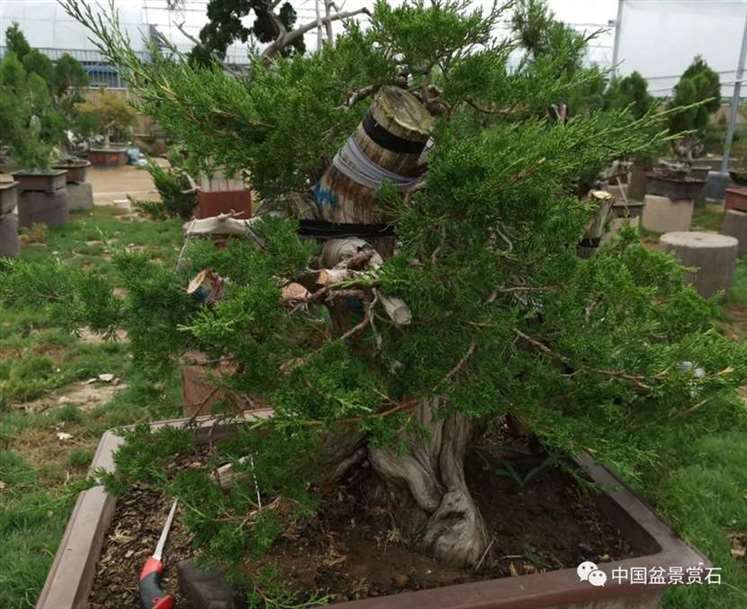 图解 双干的修机柏盆景怎么制作舍利的方法