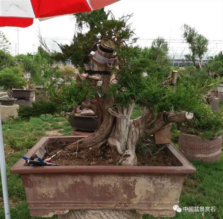 图解 双干的修机柏盆景怎么制作舍利的方法