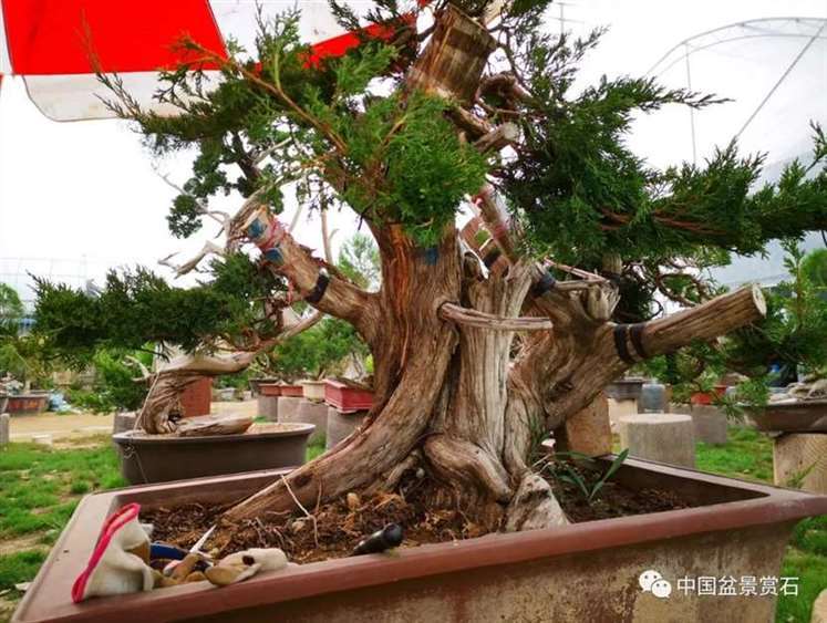 图解 双干的修机柏盆景怎么制作舍利的方法