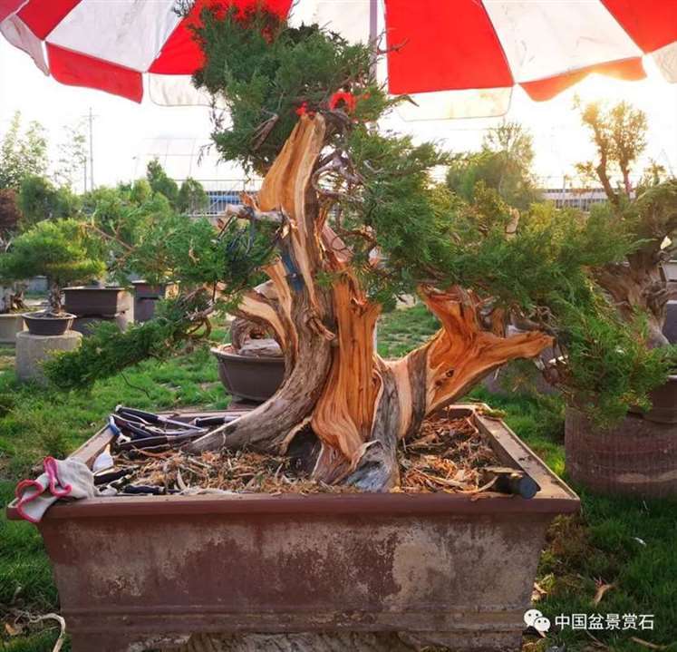 图解 双干的修机柏盆景怎么制作舍利的方法