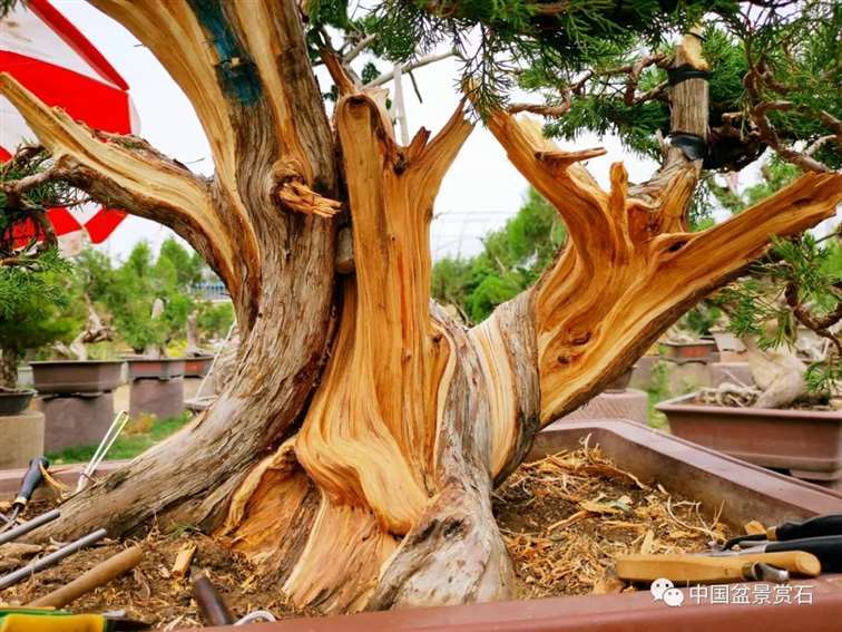 图解 双干的修机柏盆景怎么制作舍利的方法