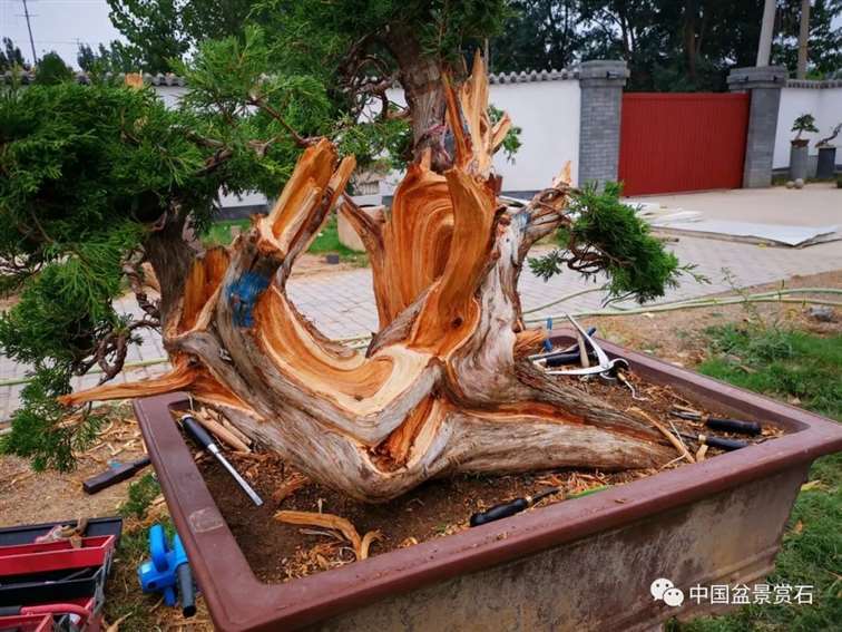 图解 双干的修机柏盆景怎么制作舍利的方法