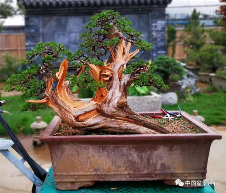 图解 双干的修机柏盆景怎么制作舍利的方法