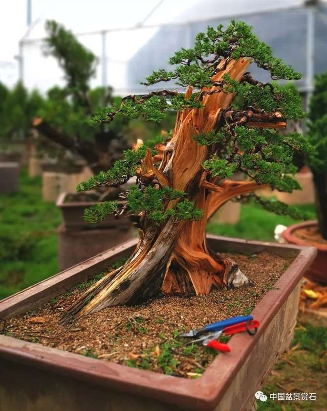 图解 双干的修机柏盆景怎么制作舍利的方法