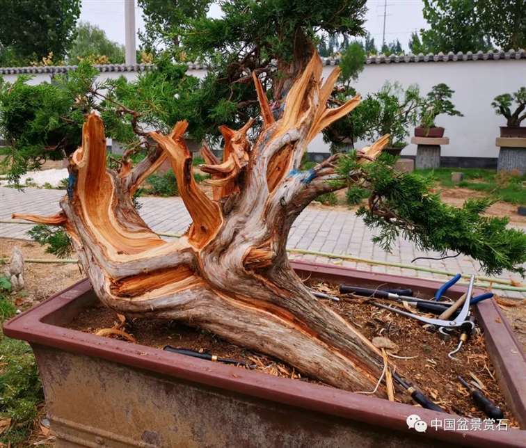 图解 双干的修机柏盆景怎么制作舍利的方法