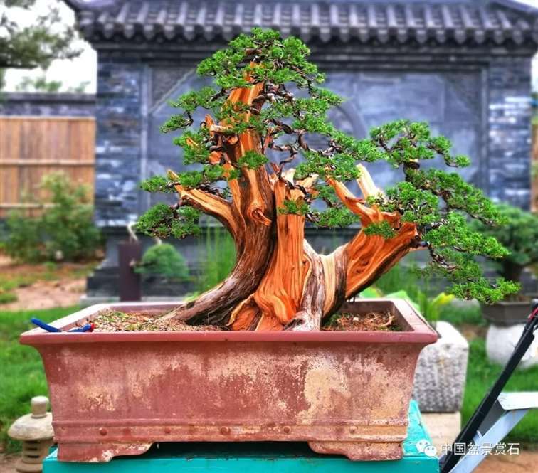 图解 双干的修机柏盆景怎么制作舍利的方法