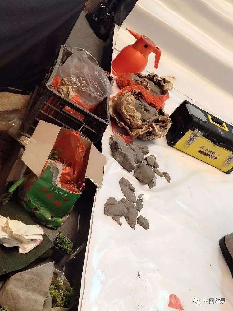 图解 张志刚现场制作水旱盆景的13个过程