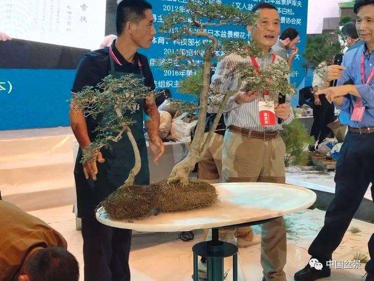 图解 张志刚现场制作水旱盆景的13个过程