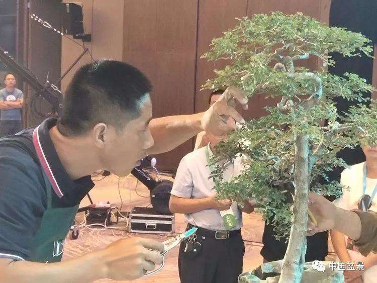 图解 张志刚现场制作水旱盆景的13个过程