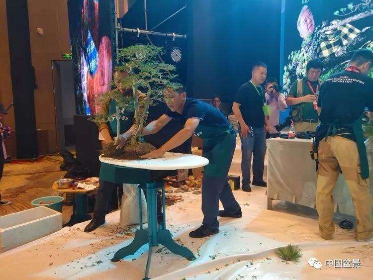 图解 张志刚现场制作水旱盆景的13个过程