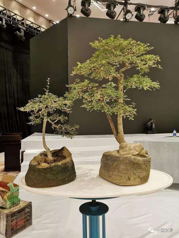 图解 张志刚现场制作水旱盆景的13个过程