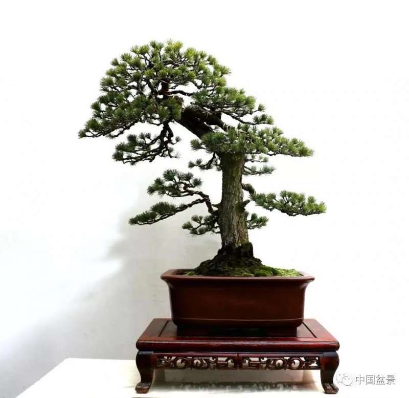 为什么树木盆景有生命运动向势性