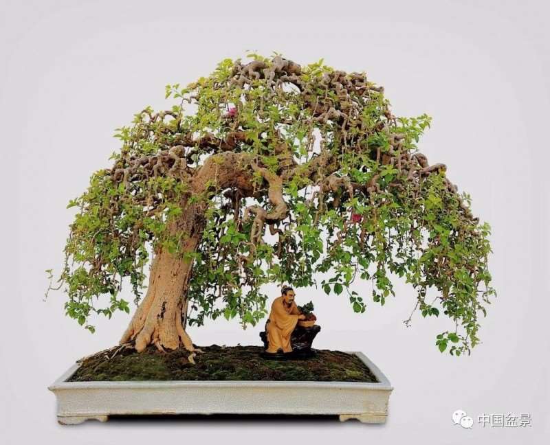 为什么树木盆景有生命运动向势性