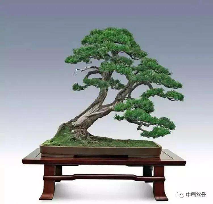 为什么树木盆景有生命运动向势性