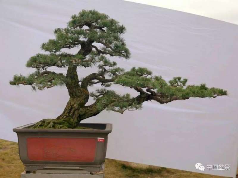 为什么树木盆景有生命运动向势性